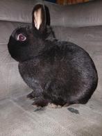 Dwerg konijnen, Dieren en Toebehoren, Konijnen, Meerdere dieren, Dwerg