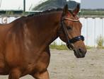 Veelzijdige D-pony Welsh ruin, Gechipt, Ruin, Dressuurpony, 3 tot 6 jaar
