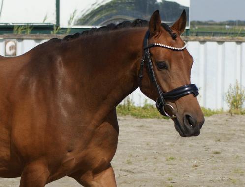 Veelzijdige D-pony Welsh ruin, Dieren en Toebehoren, Pony's, Ruin, L, D pony (1.37m tot 1.48m), Dressuurpony, 3 tot 6 jaar, Met stamboom