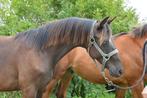 Zeer knappe jaarling van McLaren, Dieren en Toebehoren, Hengst, Niet van toepassing, Gechipt, 0 tot 2 jaar