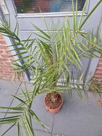 Planten, Ophalen, Bloeit niet, Overige soorten, Volle zon