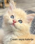 Ragdoll kittens stamboom getest zeldzame kleuren, Dieren en Toebehoren, Katten en Kittens | Raskatten | Langhaar, Meerdere dieren