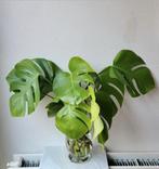 Monstera Stekken in Vaas, geworteld., Huis en Inrichting, Kamerplanten, Ophalen, Halfschaduw, Minder dan 100 cm