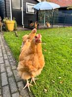 Orpington hanen, Dieren en Toebehoren, Pluimvee, Mannelijk