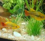Platty's sunset highfin, Dieren en Toebehoren, Vissen | Aquariumvissen, Vis, Zoetwatervis