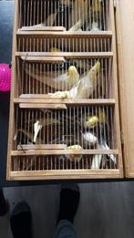 Valkparkieten 9 x, Dieren en Toebehoren, Vogels | Parkieten en Papegaaien, Meerdere dieren, Parkiet, Tam