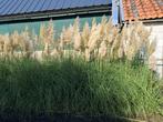 Pampasgras, Ophalen, Volle zon, Vaste plant, Siergrassen