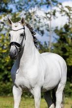 *nieuw*  de liefste betrouwbaarste PRE TE koop, Dieren en Toebehoren, Paarden, Gechipt, Dressuurpaard, 170 tot 175 cm, L
