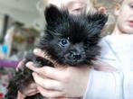 Pomeriaan puppy's Dwergkees pups, Dieren en Toebehoren, Keeshond, CDV (hondenziekte), 8 tot 15 weken, Meerdere