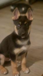 Duitse herder pup, Dieren en Toebehoren, Honden | Herdershonden en Veedrijvers, Parvo, Reu, 8 tot 15 weken, Eén hond