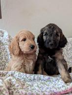 GOLDENDOODLE PUPS (medium F3), Dieren en Toebehoren, Honden | Niet-rashonden, Nederland, CDV (hondenziekte), 8 tot 15 weken, Meerdere