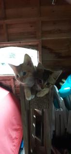 Jonge poesjes, Dieren en Toebehoren, Katten en Kittens | Overige Katten, Meerdere dieren, Kortharig, 0 tot 2 jaar
