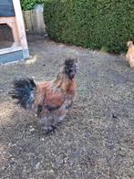 Zijdehoender haan, Maart, Mannelijk