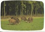Dieren- -Wilde zwijnen., Verzenden, 1980 tot heden, Gelopen, Overige thema's