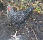 jonge Amrock haan, Dieren en Toebehoren, Pluimvee, Mannelijk, Kip
