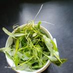 Aquarium planten stekjes, Dieren en Toebehoren, Vissen | Aquaria en Toebehoren, Ophalen, Zo goed als nieuw, Plant(en), Steen of Hout