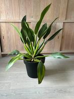 Philodendron martianum, Ophalen, Overige soorten, Minder dan 100 cm
