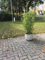 Fargesia Nitida Viking, niet woekerende bamboe!!!, Ophalen, Bamboe, Struik, 250 cm of meer