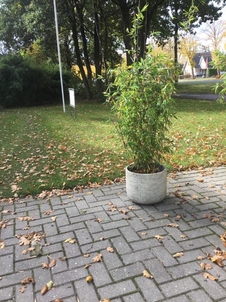 Fargesia Nitida Viking, niet woekerende bamboe!!!, Tuin en Terras, Planten | Struiken en Hagen, Struik, Bamboe, 250 cm of meer