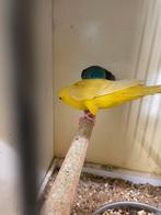 Te koop bewezen koppel Catharina’, Meerdere dieren, Parkiet, Geringd