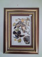 Vintage Vogelprint. Carolina Eend, Minder dan 50 cm, Ophalen of Verzenden, Zo goed als nieuw, Schilderij