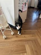 Kater 1 jaar oud GRATIS., Dieren en Toebehoren, Kater, Kortharig, 0 tot 2 jaar