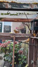 Kanarie man, Dieren en Toebehoren, Vogels | Kanaries, Mannelijk, Kleurkanarie