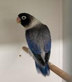 Agapornis personata pop euwing violetblauw, Dieren en Toebehoren, Vogels | Parkieten en Papegaaien, Vrouwelijk, Dwergpapegaai of Agapornis