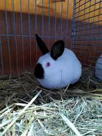 Rus voedsters, Dieren en Toebehoren, Konijnen, Vrouwelijk, Klein, 0 tot 2 jaar