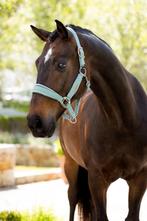 LeMieux Versailles Halster Velvet Aqua Cob SALE -25%!, Ophalen of Verzenden, Nieuw, Overige soorten