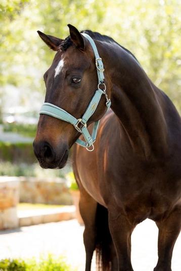 LeMieux Versailles Halster Velvet Aqua Cob SALE -25%! beschikbaar voor biedingen