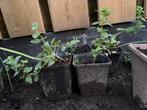 Oregano, Ophalen, Volle zon, Vaste plant, Kruiden