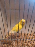 2 koppels grasparkieten  geel x groen, Dieren en Toebehoren, Vogels | Parkieten en Papegaaien, Meerdere dieren, Parkiet