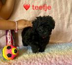🐶 🐾 nog 3 lieve maltipoo toy poedel pups teefjes ❤️💜💛, Dieren en Toebehoren, Honden | Chihuahua's en Gezelschapshonden, Poedel