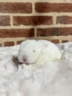 Jonge minilop - alvast te reserveren, Dieren en Toebehoren, Geslacht onbekend, Dwerg, Hangoor, 0 tot 2 jaar