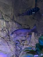 Sciaenochromis fryeri vrouw (8/10cm), Vis
