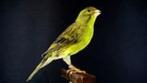 Te koop prachtige Timbrado kanaries mannen en poppen, Dieren en Toebehoren, Vogels | Kanaries, Meerdere dieren, Kleurkanarie