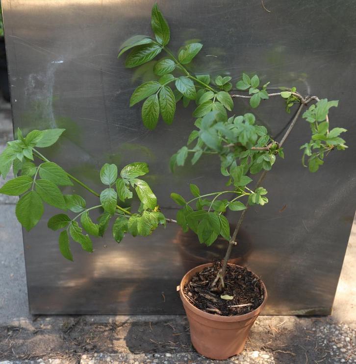 Vlierstekjes., Tuin en Terras, Planten | Tuinplanten, Vaste plant, Fruitplanten, Volle zon, Lente, Ophalen of Verzenden