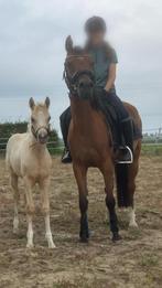 Lieve D pony, Merrie, B, Gechipt, 11 jaar of ouder
