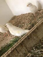 Witte jonge kanaries, Dieren en Toebehoren, Vogels | Kanaries, Geslacht onbekend, Kleurkanarie