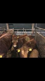 Red Angus stierkalveren, Dieren en Toebehoren, Runderen, Mannelijk