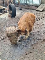 Twee broers (kune kune) zoeken een nieuwe fijne plek, Dieren en Toebehoren, Mannelijk, Varken