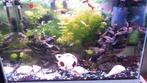 Aquarium, Dieren en Toebehoren, Vissen | Aquaria en Toebehoren, Ophalen, Zo goed als nieuw, Gevuld zoetwateraquarium