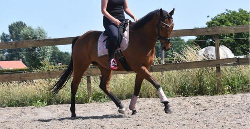 Mooie volle, barokke en superbrave 8-jarige ruin , Dieren en Toebehoren, Paarden, Ruin, B, 160 tot 165 cm, 7 tot 10 jaar, Recreatiepaard