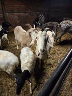 Te koop makke  2 grote nubische geiten, Dieren en Toebehoren, Vrouwelijk, Geit