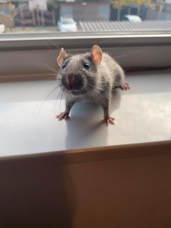 Knappe silvermane rat zoekt ratten vriendjes, Dieren en Toebehoren, Knaagdieren, Mannelijk, Rat, Juli, Tam