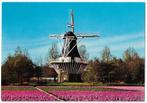 Sus513 Ongelopen ansichtkaart holland bloemenland, Verzamelen, Ansichtkaarten | Nederland, Ophalen of Verzenden, Gelopen