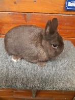 Jonge raszuivere kleurdwerg, Dieren en Toebehoren, Konijnen, Mannelijk, Dwerg, 0 tot 2 jaar