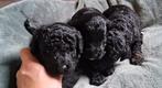 Aussiedoodle pups geboren, Dieren en Toebehoren, Honden | Niet-rashonden, Rabiës (hondsdolheid), 8 tot 15 weken, Meerdere, Meerdere dieren