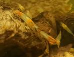 Neocaridina Orange Rili garnalen, Kreeft, Krab of Garnaal, Zoetwatervis